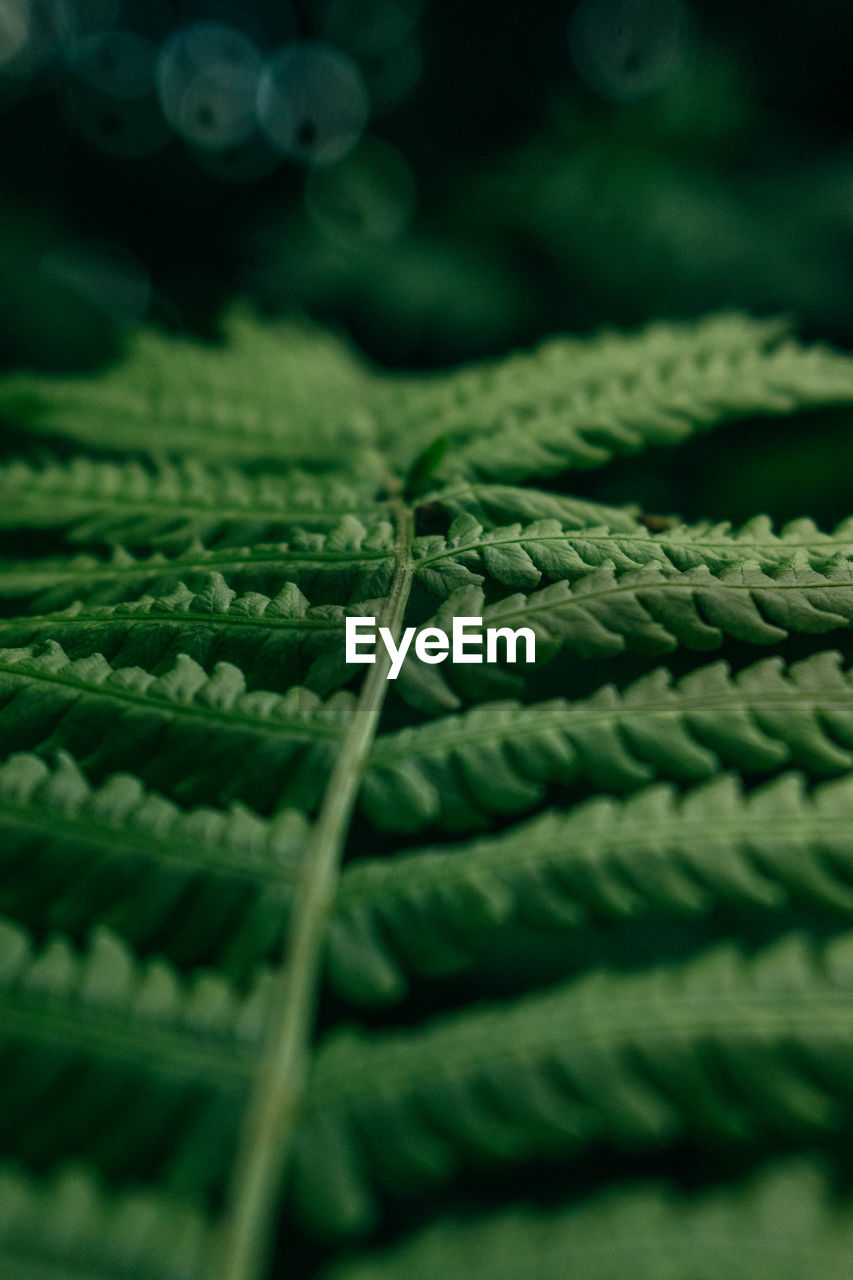 FULL FRAME SHOT OF FERN PLANT