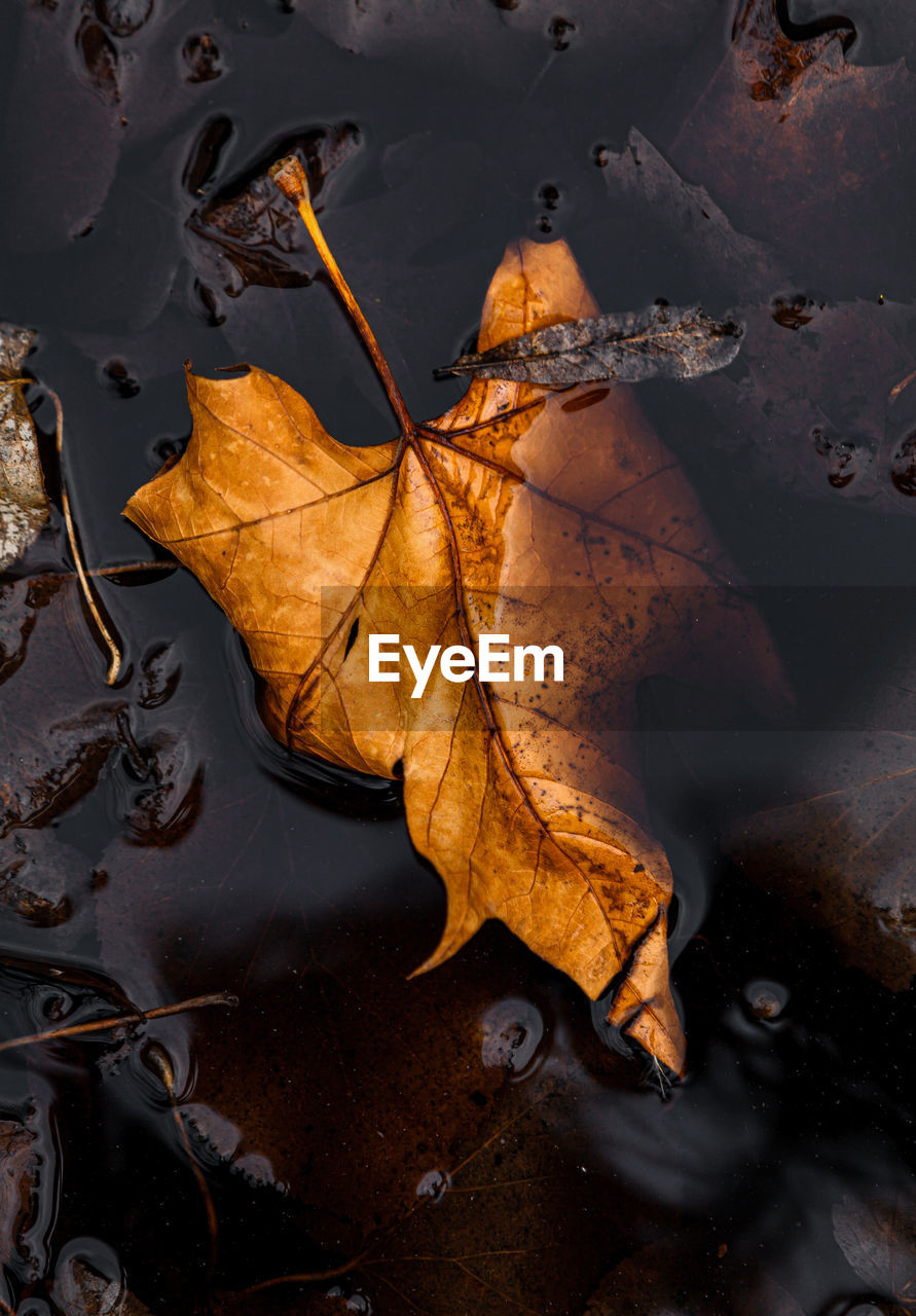 High angle view of dry leaf floating on water