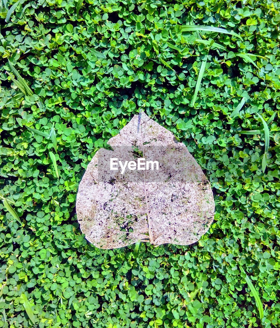 HIGH ANGLE VIEW OF IVY GROWING ON LAND