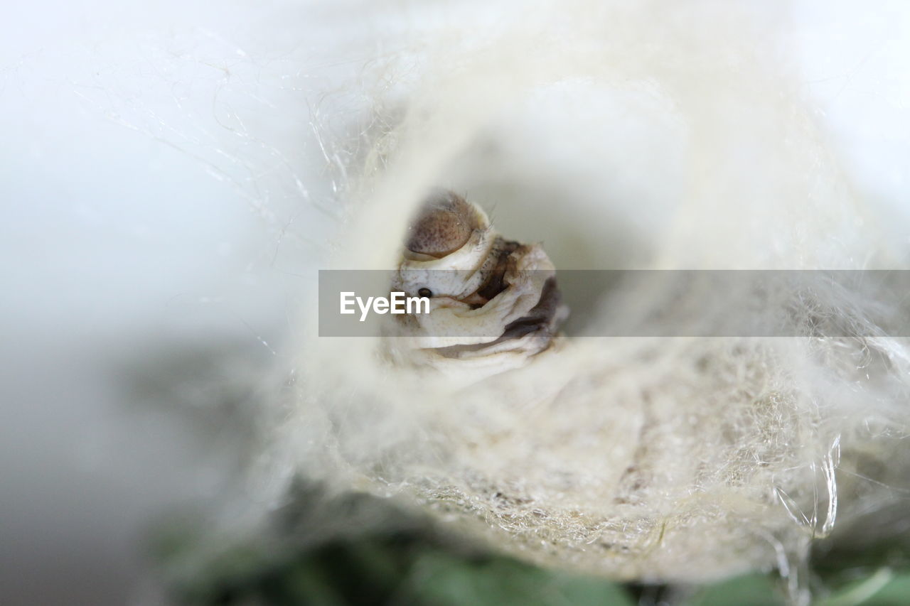 CLOSE-UP OF A TURTLE IN A WATER