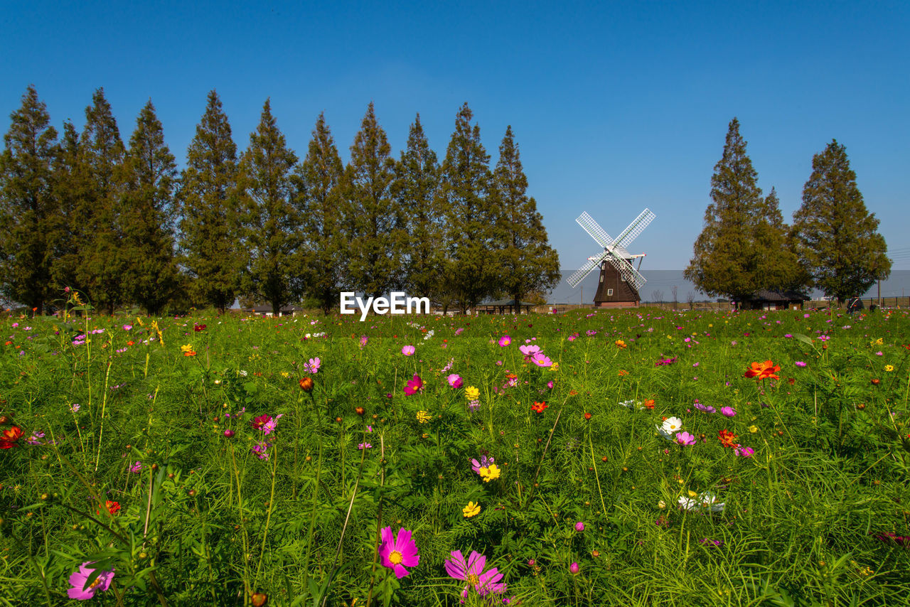 View of flowering plants on field