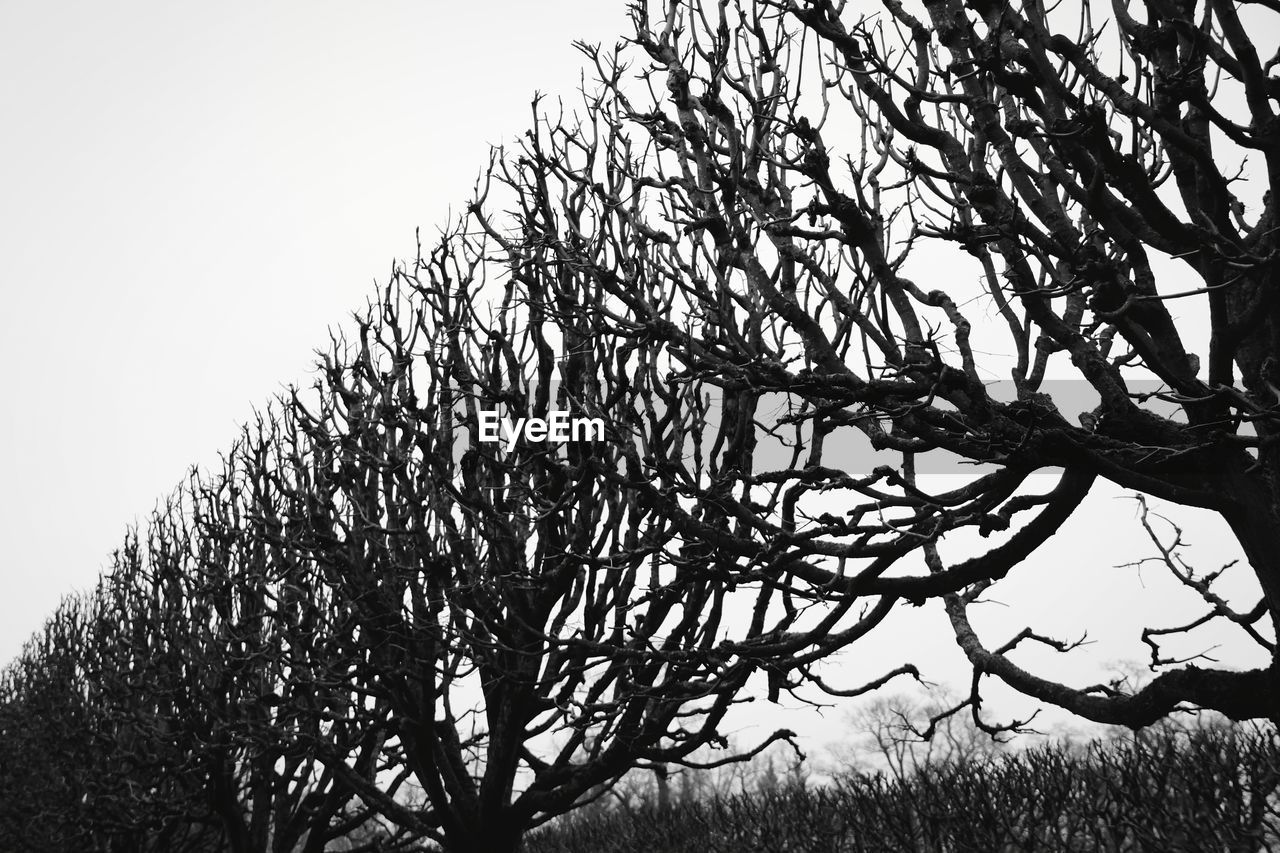 CLOSE-UP OF TREE AGAINST CLEAR SKY