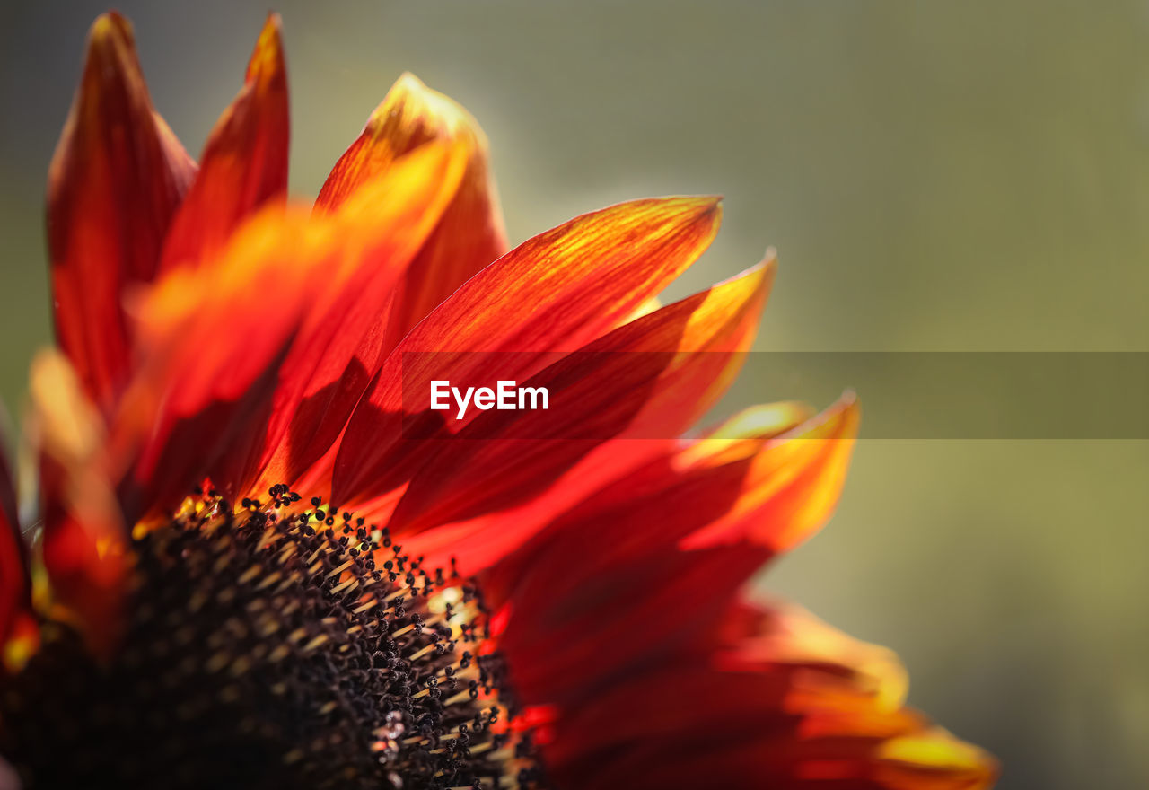 Close-up of orange flower against blurred background