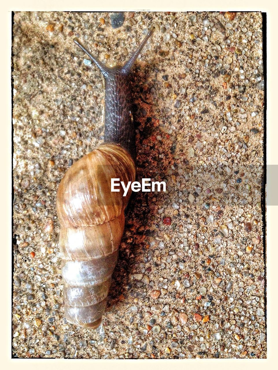 Close-up snail on rock