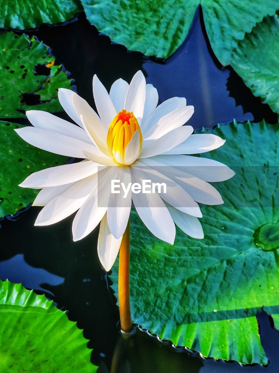 Close-up of white lotus water lily