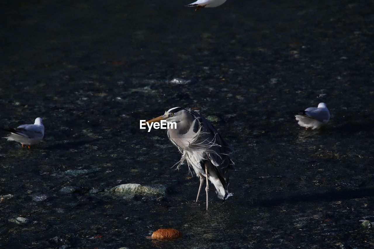 CLOSE-UP OF BIRDS PERCHING