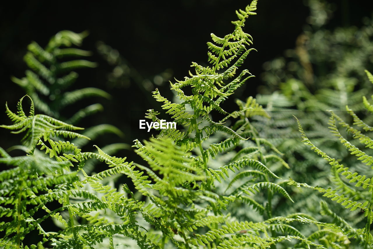 CLOSE-UP OF FERN GROWING ON TREE