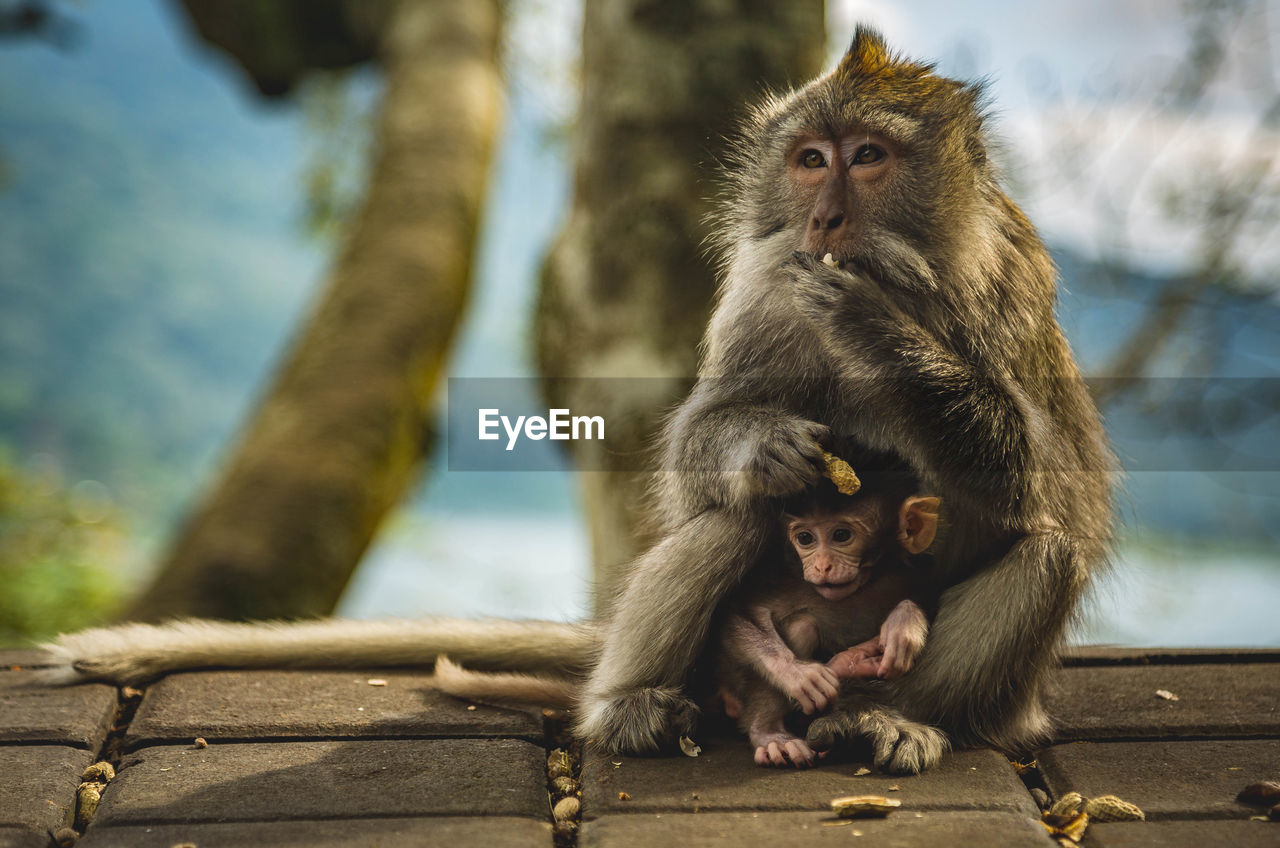 PORTRAIT OF MONKEY SITTING ON STONE