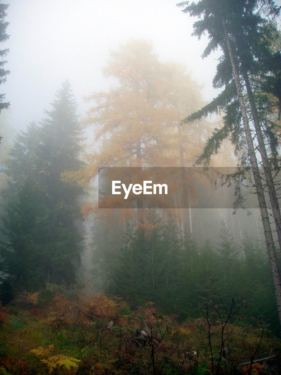 TREES GROWING IN FOREST