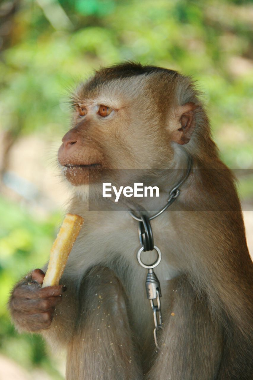 Close-up of monkey feeding