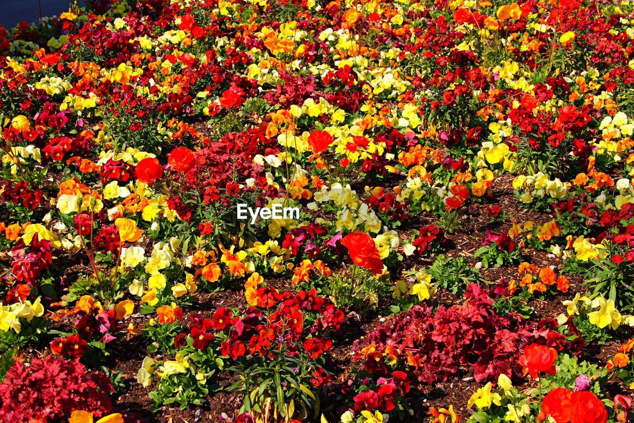 HIGH ANGLE VIEW OF MULTI COLORED FLOWERING PLANT