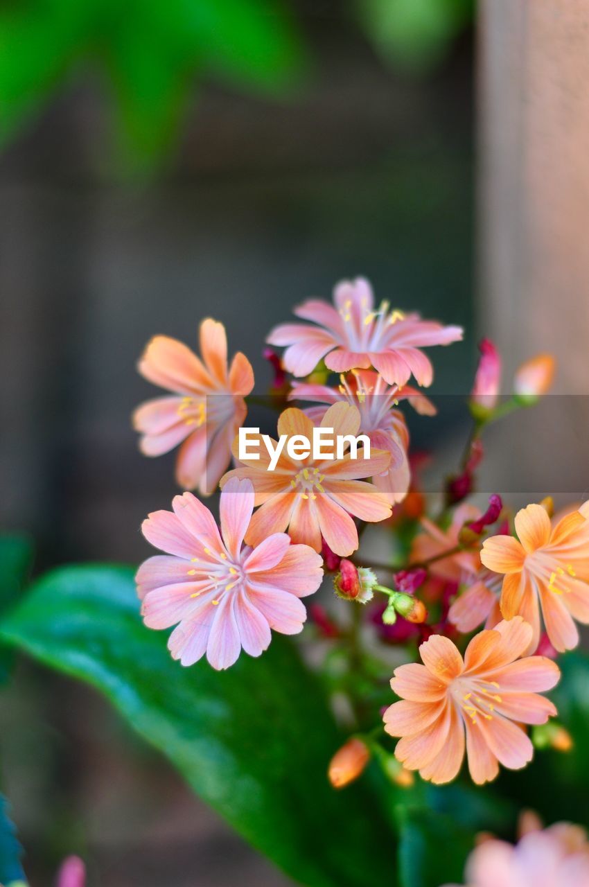 CLOSE-UP OF PINK FLOWER