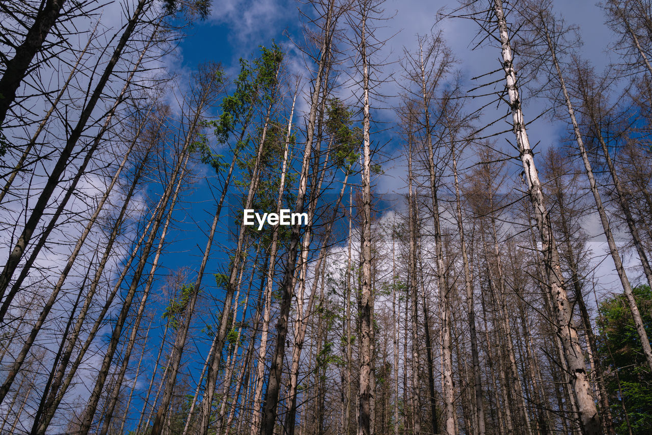 Low angle view of trees in forest