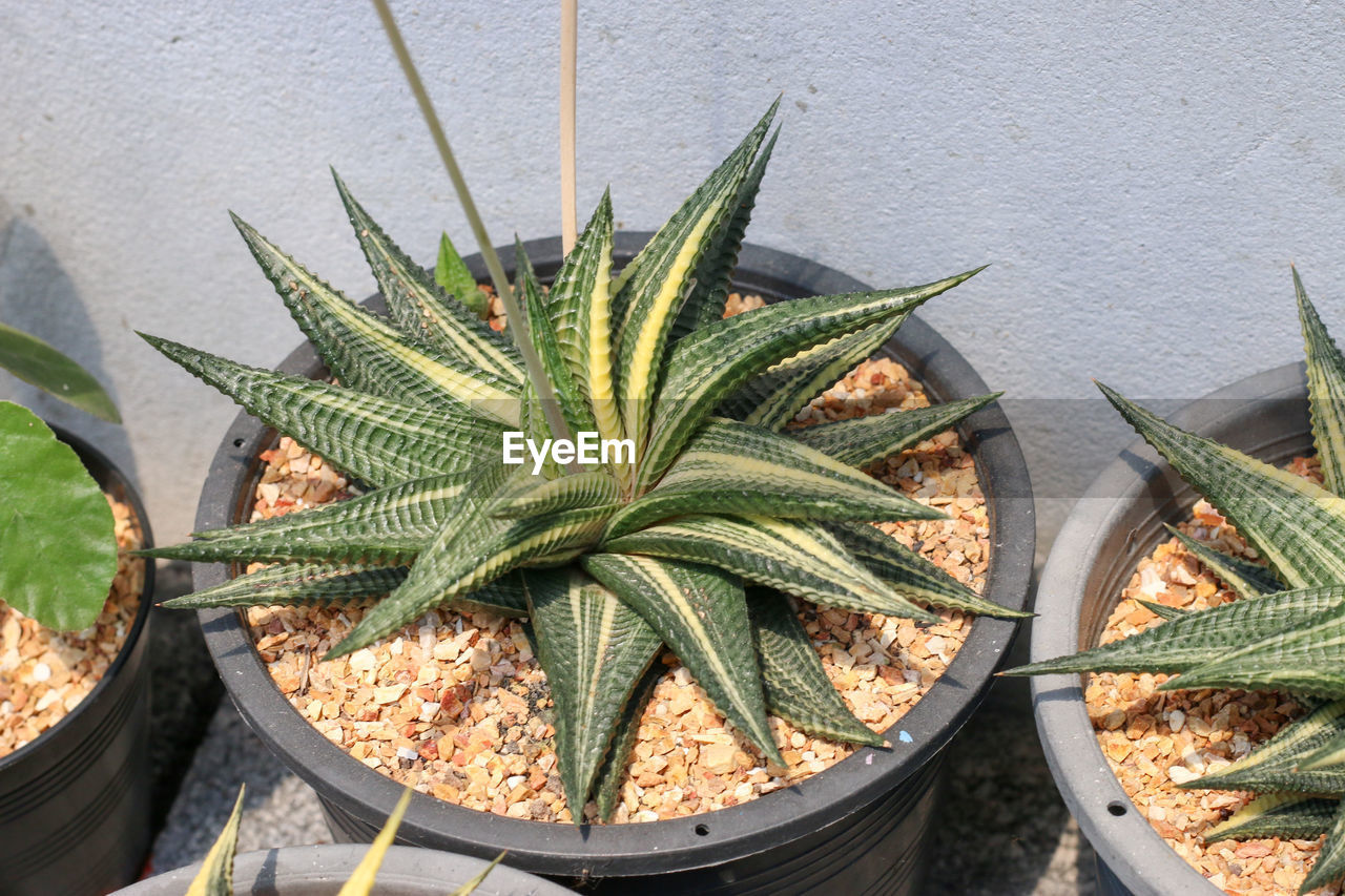 plant, growth, aloe, nature, potted plant, agave, succulent plant, no people, green, cactus, high angle view, day, leaf, houseplant, plant part, flower, medicine, outdoors, food and drink, food, aloe vera plant, flowerpot, beauty in nature, xanthorrhoeaceae, healthcare and medicine, freshness, wall - building feature, thorn, herb, alternative medicine