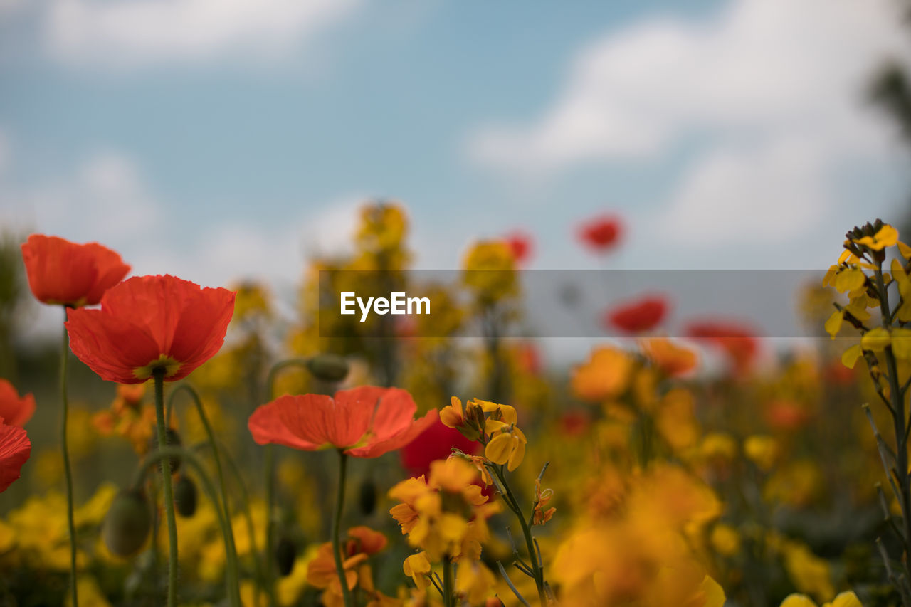 Close-up of red poppy flowers growing on field