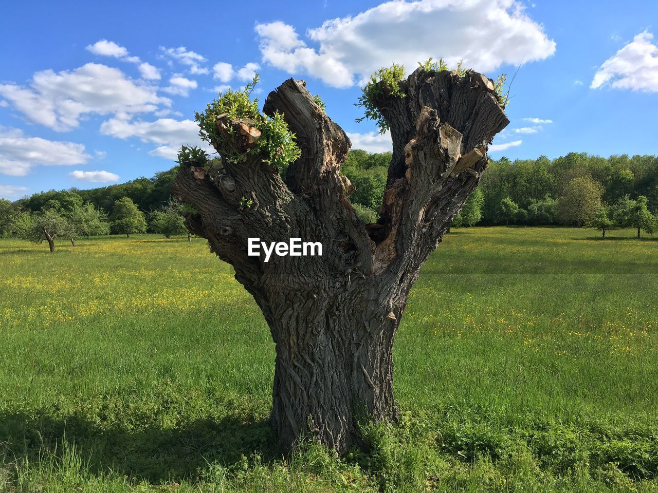 Trees on field against sky