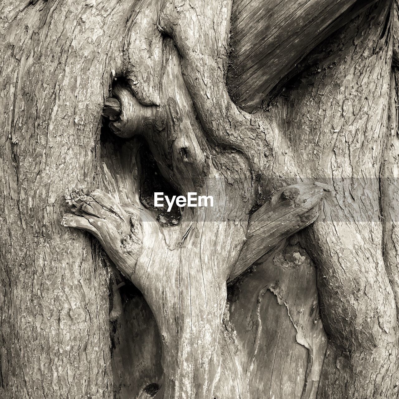 FULL FRAME OF TREE TRUNK