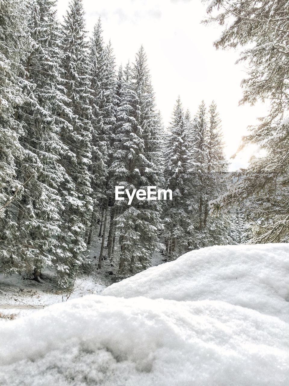 Snow covered trees in forest