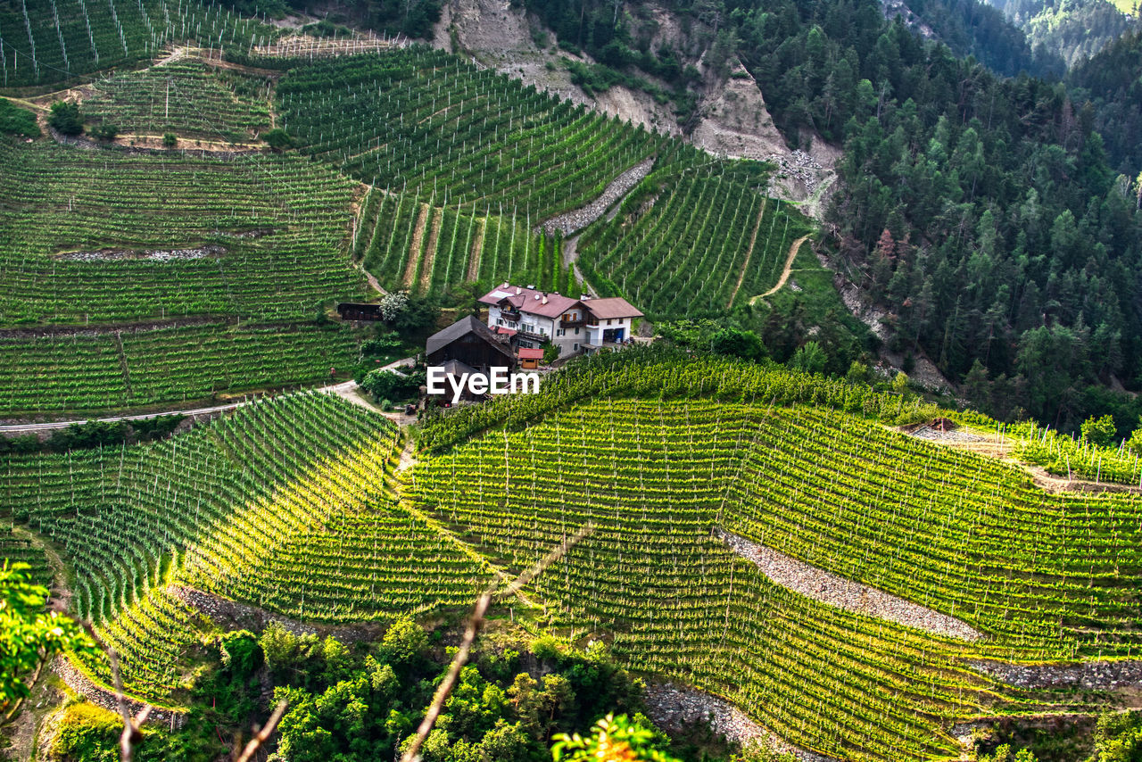 Sky top view of vineyards in trentino alto adige