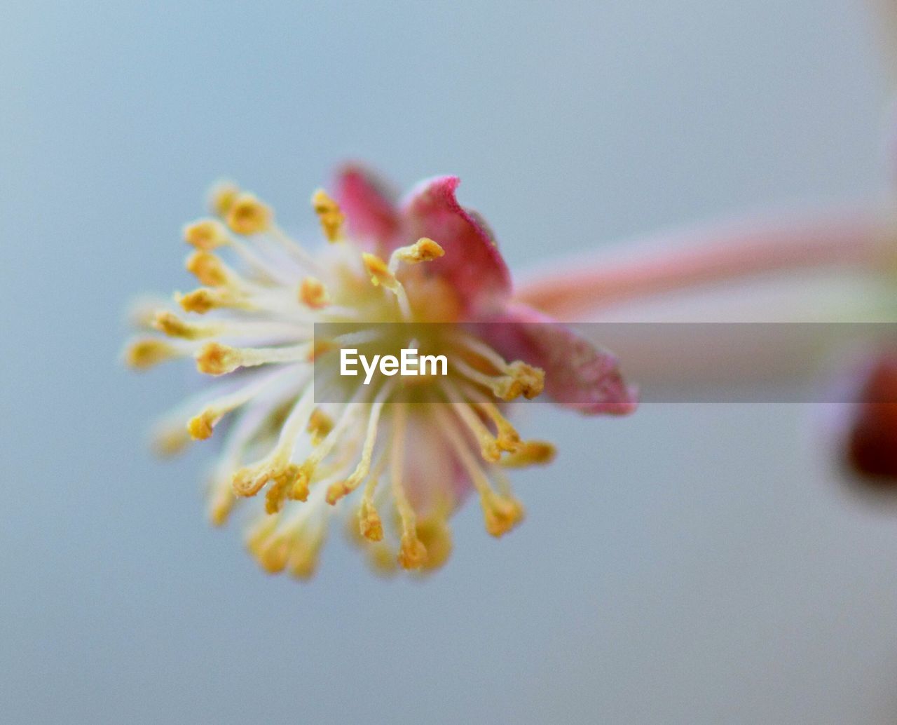 CLOSE-UP OF CHERRY BLOSSOM