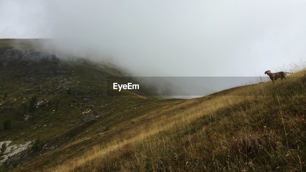 Scenic view of field in the fog