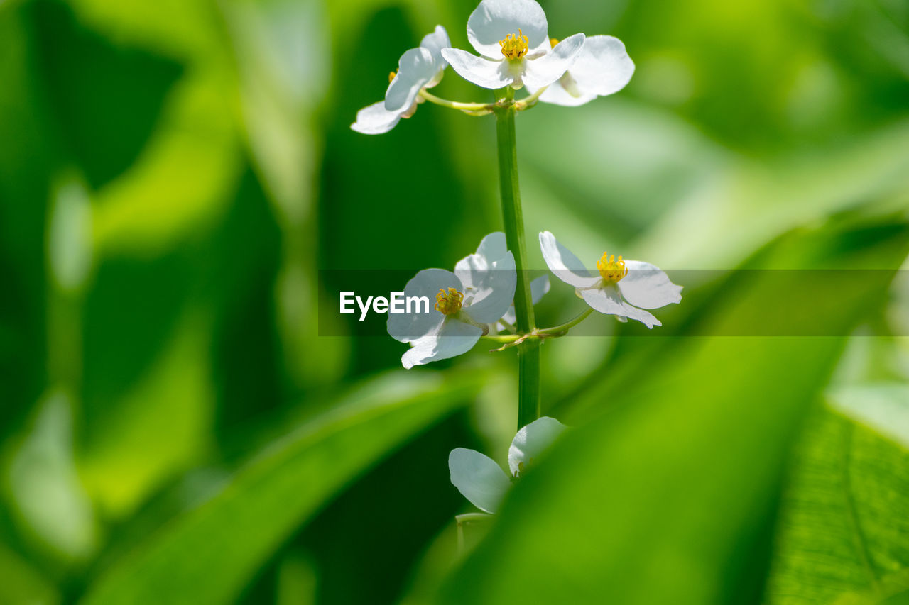 CLOSE-UP OF WHITE FLOWERING PLANT WITH RED FLOWER