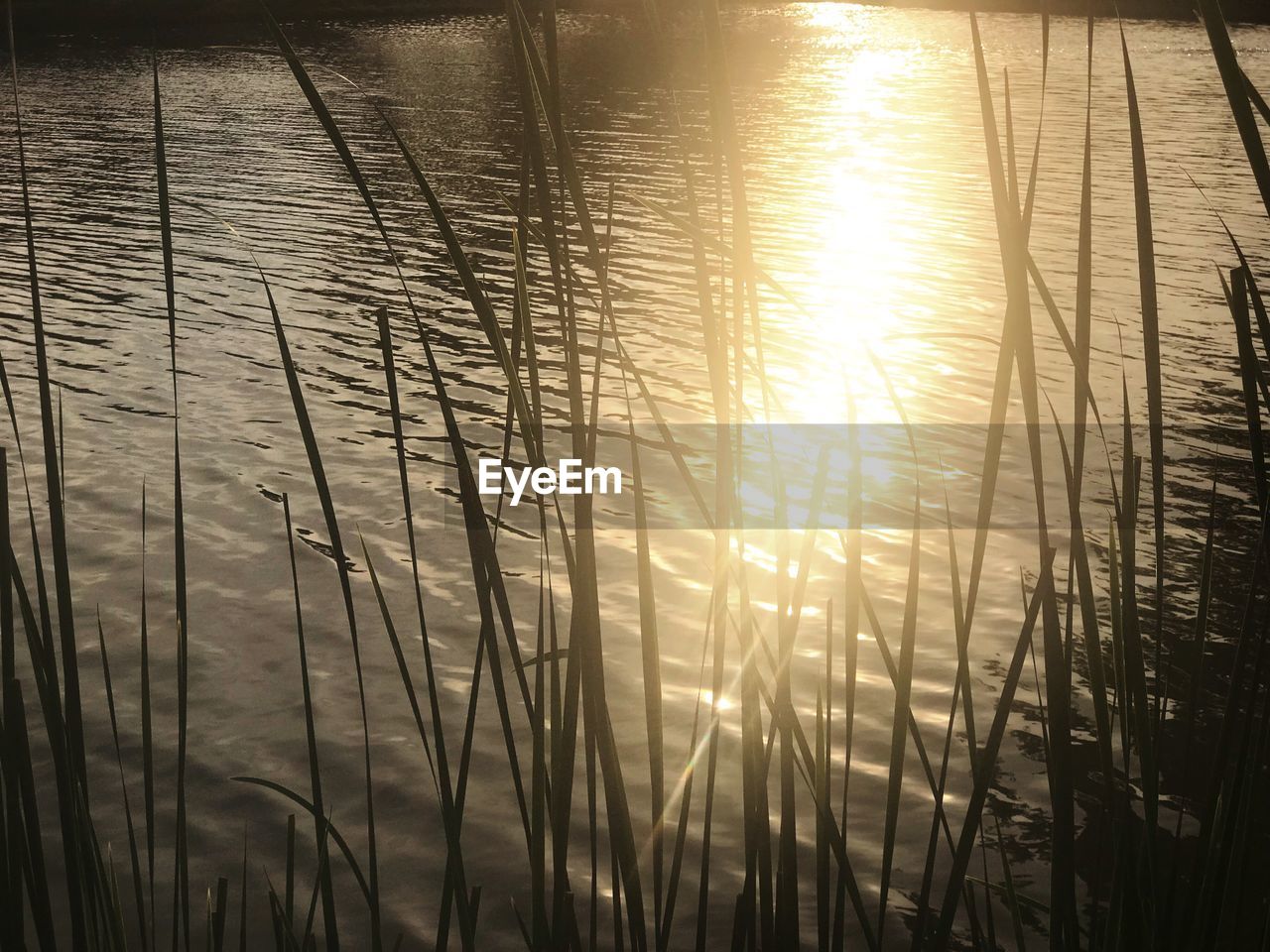 CLOSE-UP OF GRASS BY LAKE DURING SUNSET