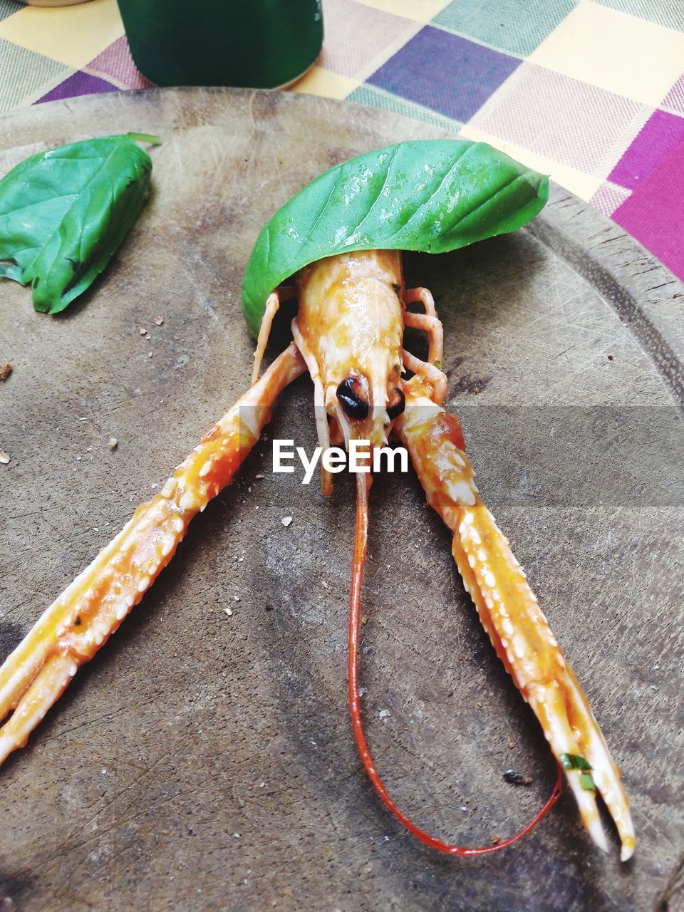 HIGH ANGLE VIEW OF INSECT IN PLATE