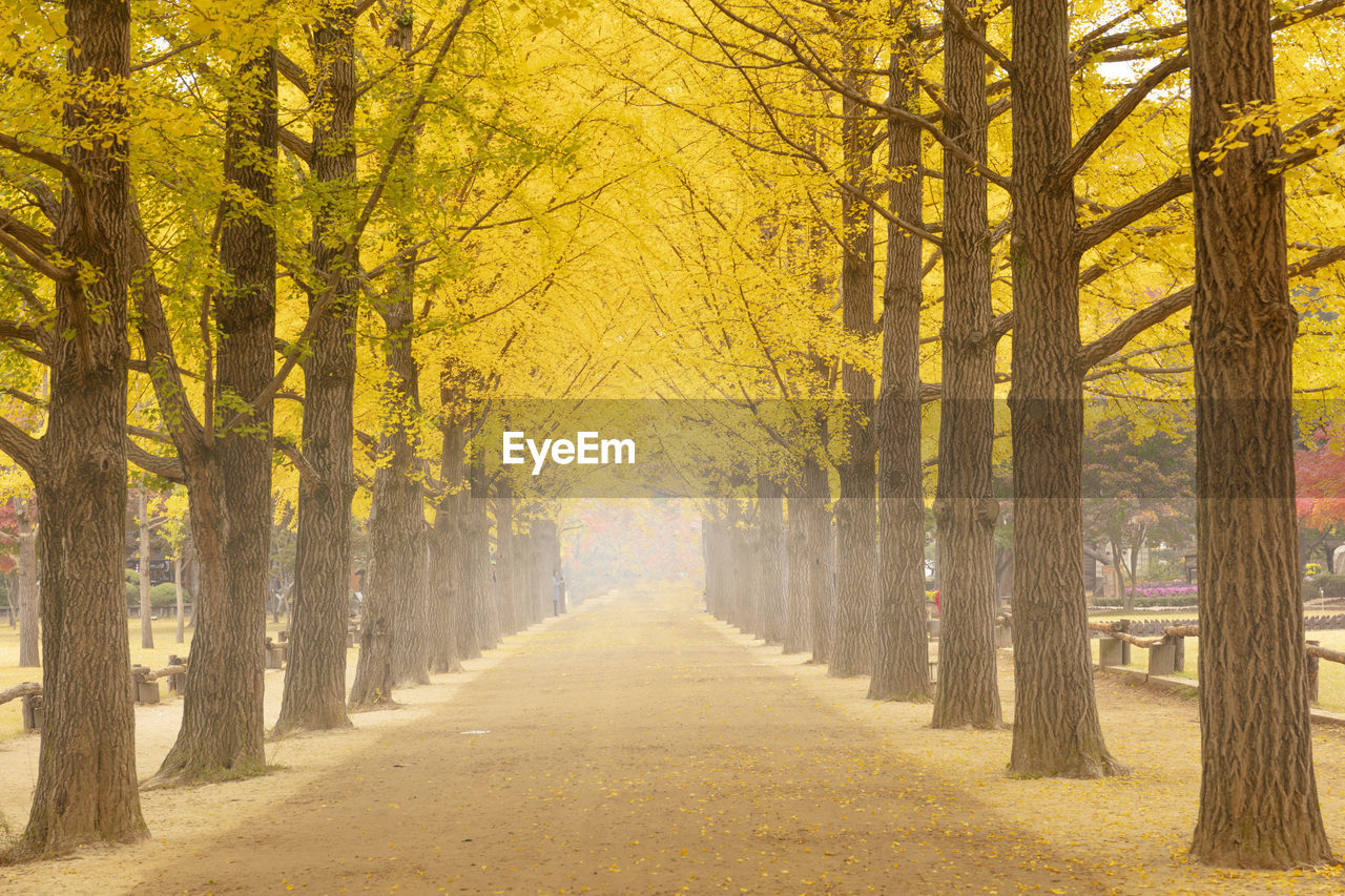 Road amidst trees in forest during autumn