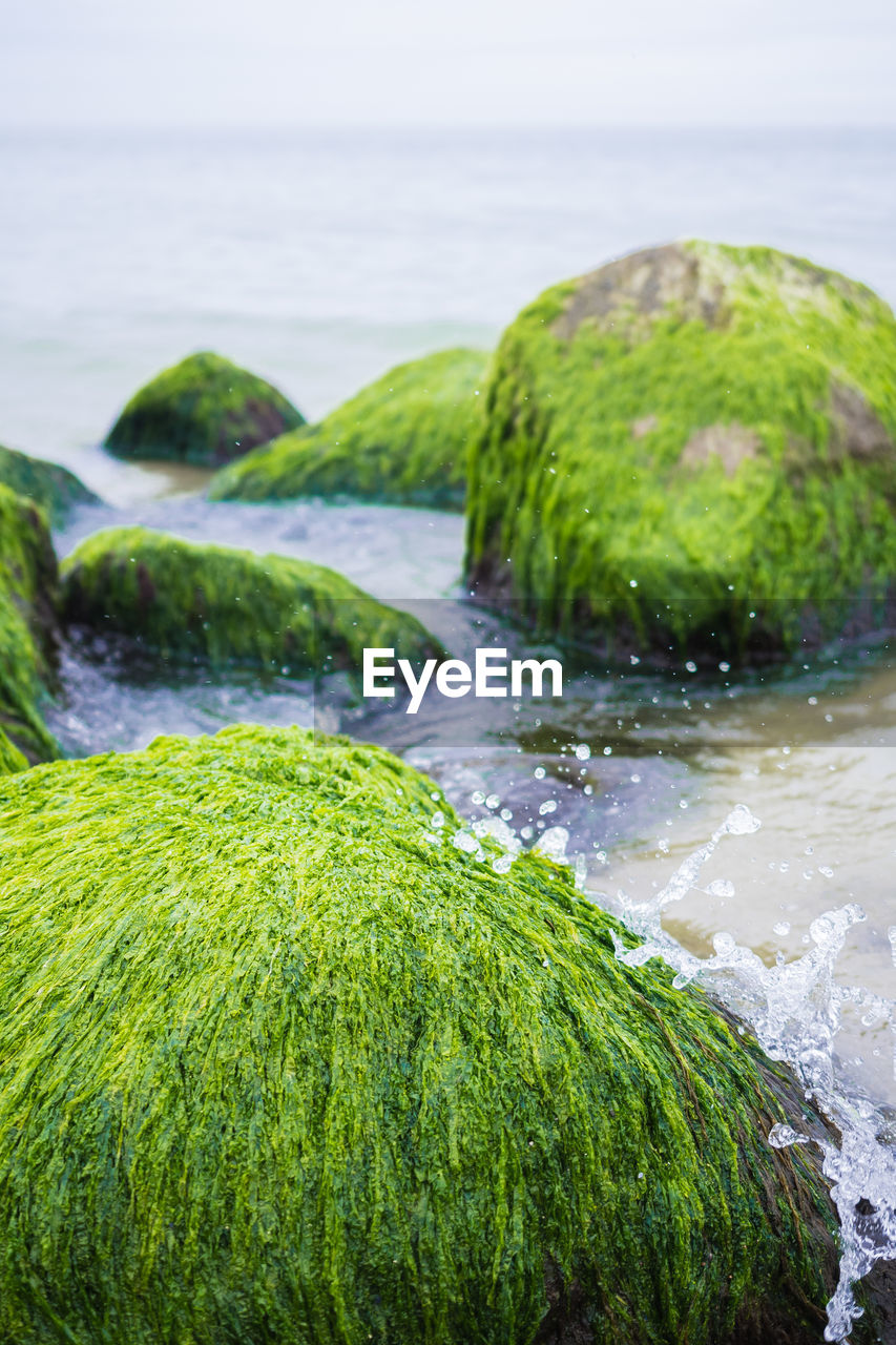 Close-up of mossy rocks on sea shore