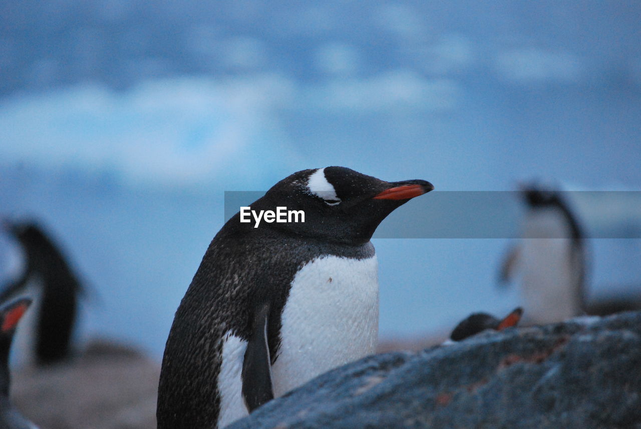 Close-up of penguin on rock