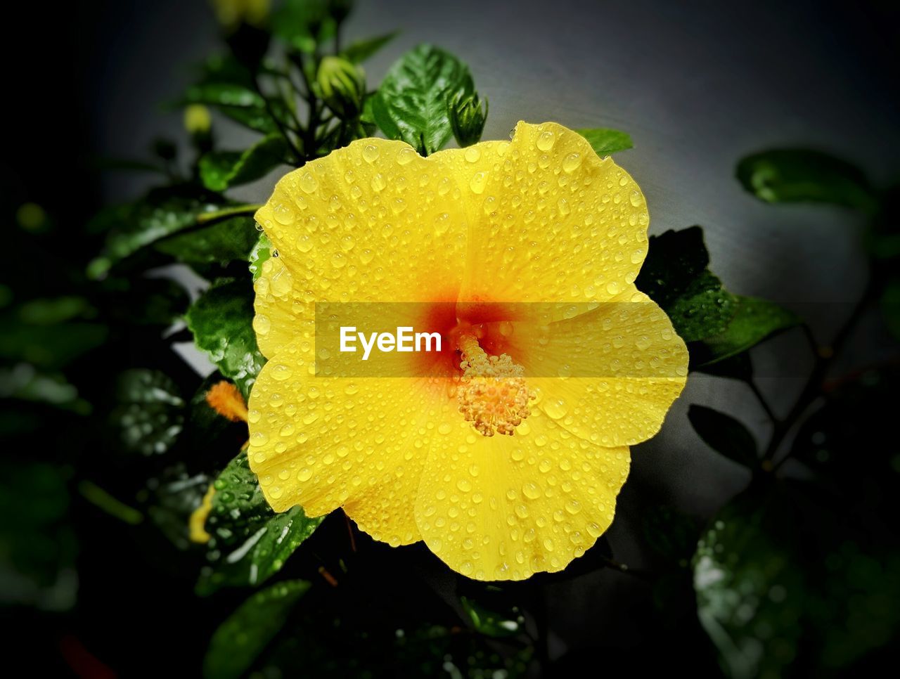 CLOSE-UP OF YELLOW FLOWERS