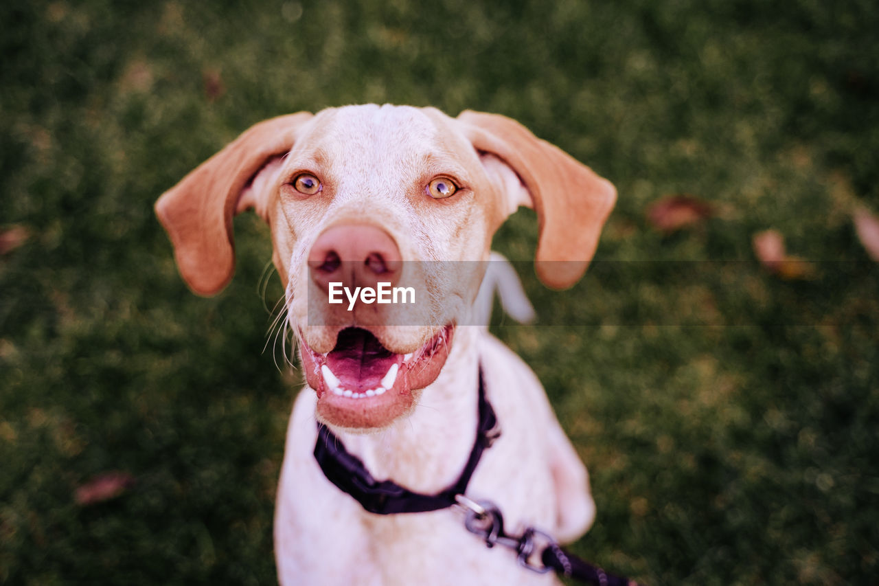 Portrait of dog sitting outdoors