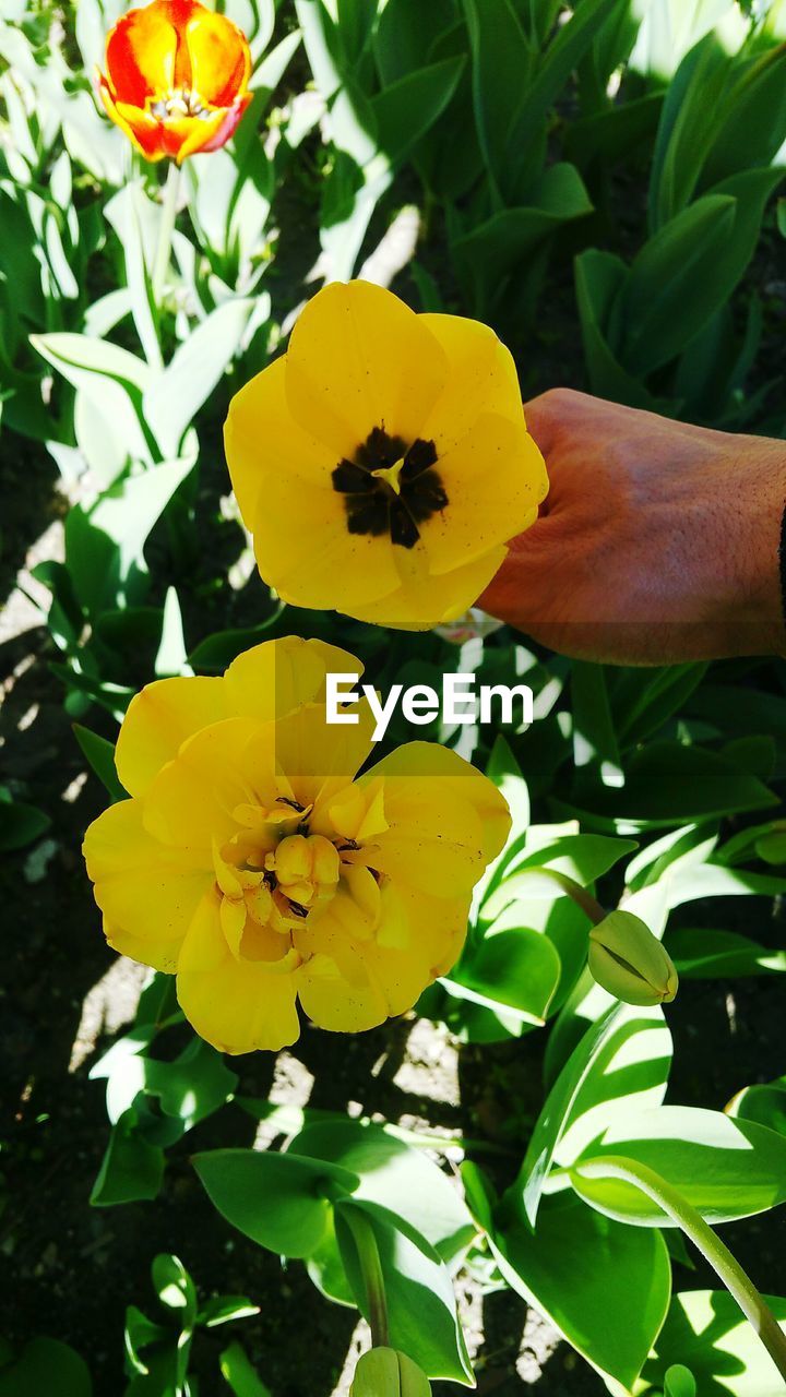 CLOSE-UP OF YELLOW FLOWERS BLOOMING