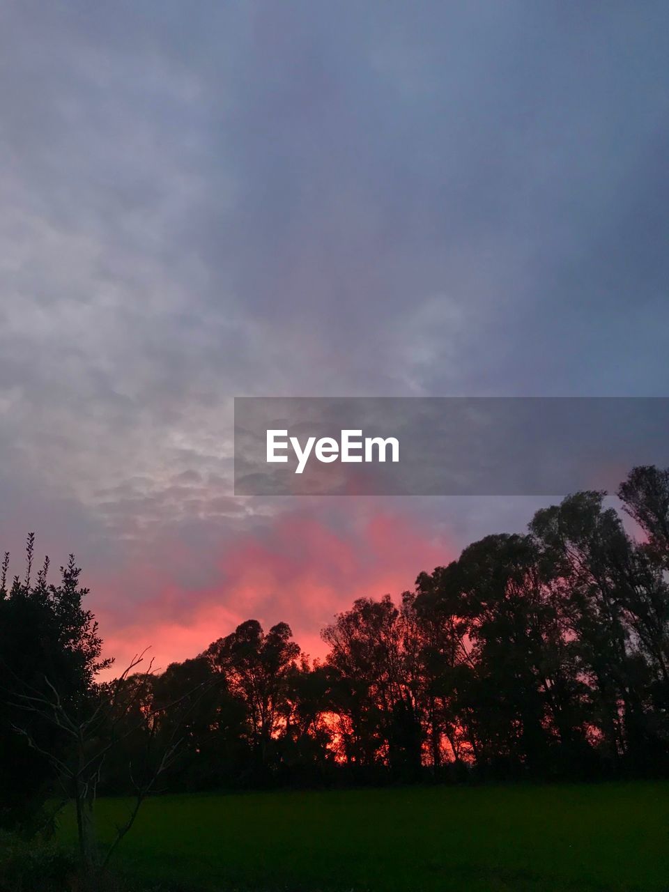 TREES ON FIELD AGAINST SKY