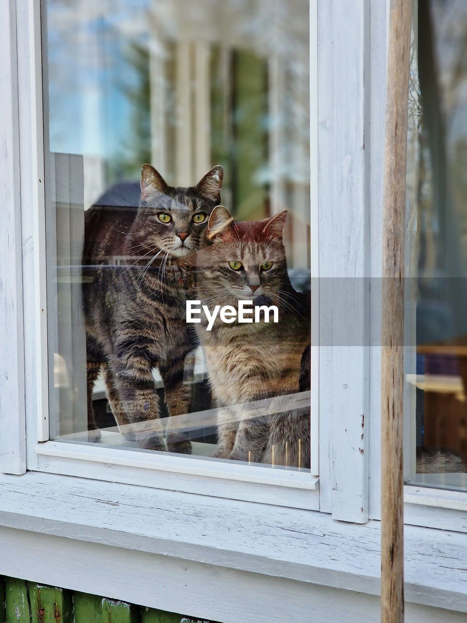 Cats behind the window