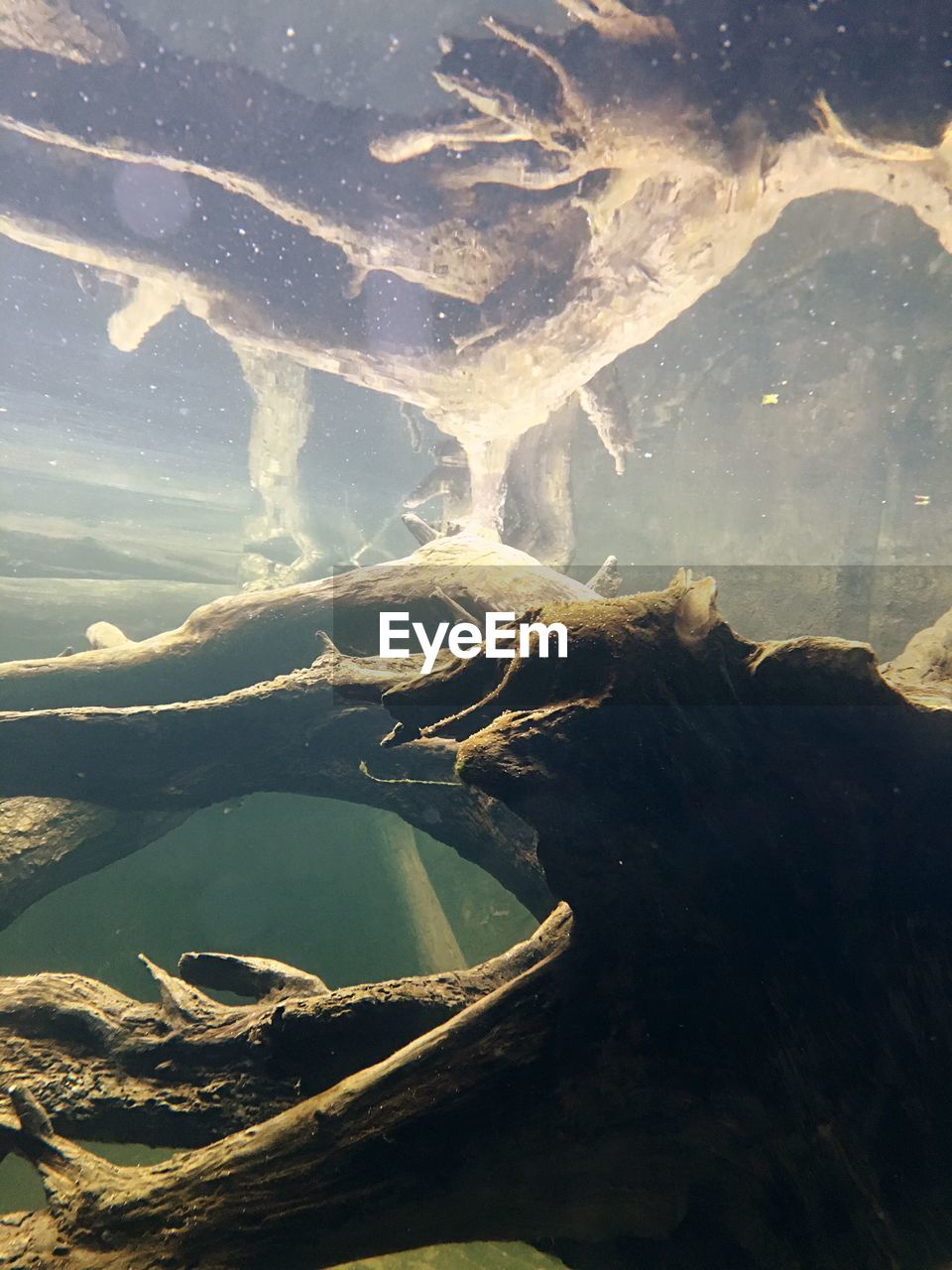 Underwater tree trunk in aquarium