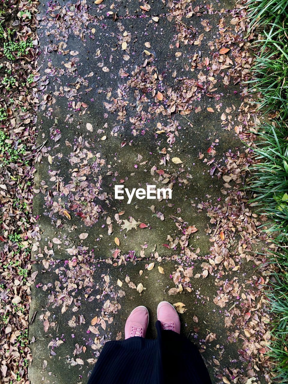 LOW SECTION OF PERSON STANDING BY PINK FLOWERS ON GROUND