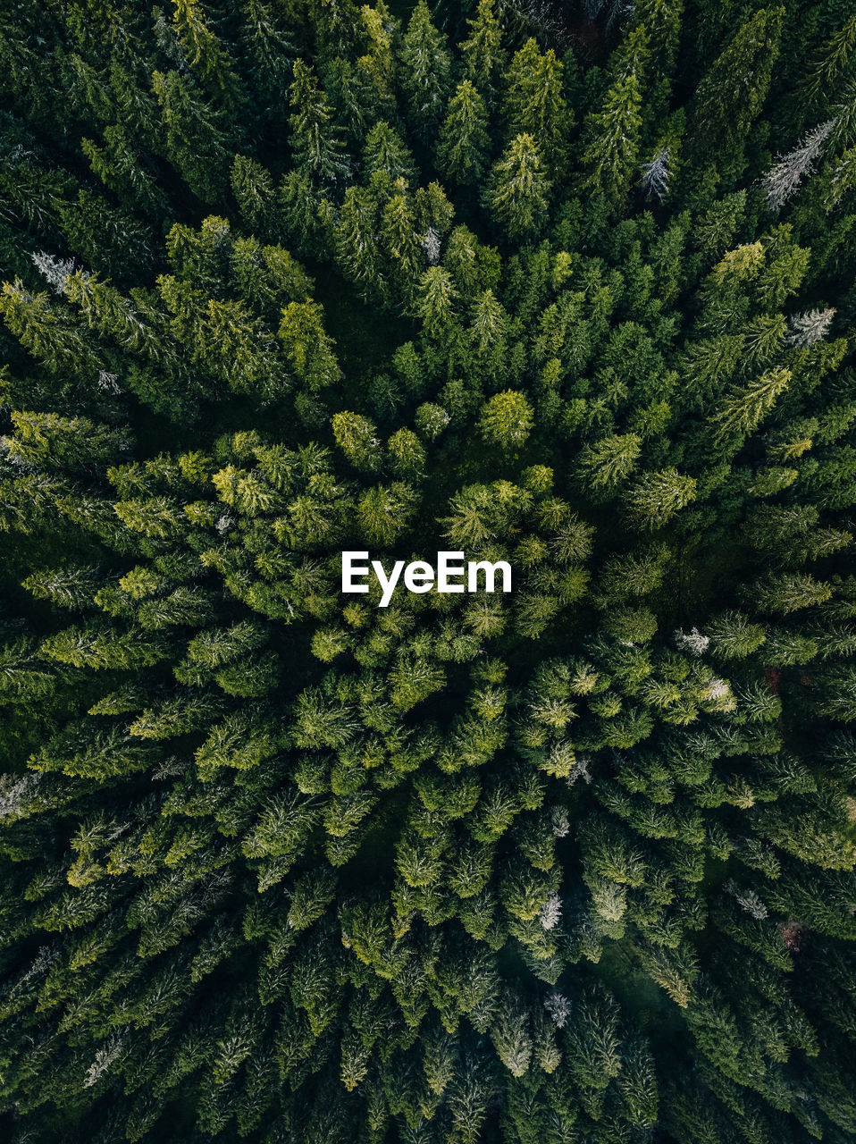 Aerial views with the deep forests covering the carpathians, romania.