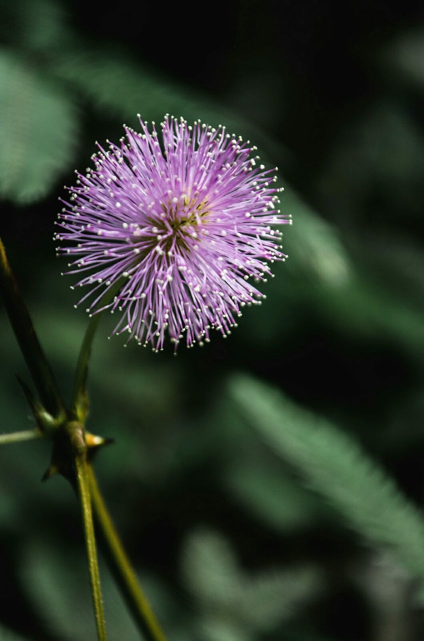 Close-up of pink flower blooming on field