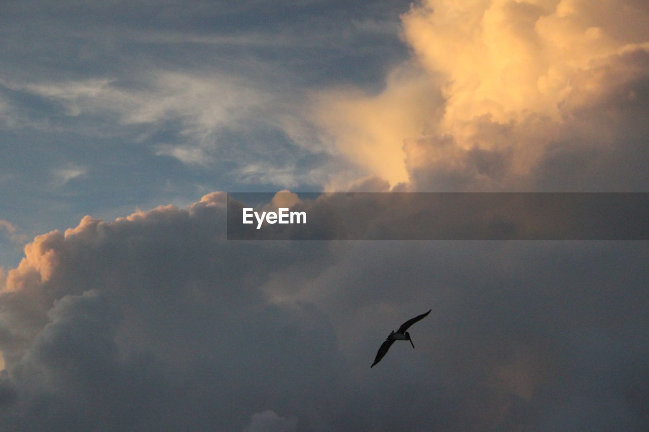 LOW ANGLE VIEW OF SILHOUETTE BIRDS FLYING AGAINST SKY