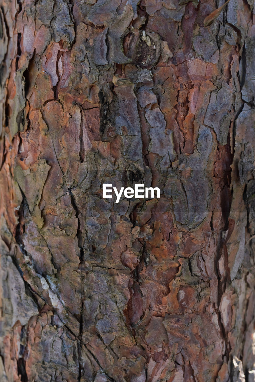 FULL FRAME SHOT OF TREE TRUNK WITH ROCKS