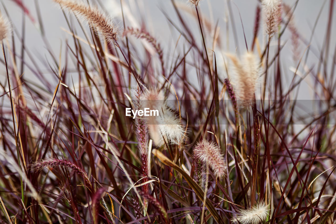 plant, grass, growth, nature, beauty in nature, land, no people, focus on foreground, field, close-up, day, tranquility, flower, dry, outdoors, agriculture, prairie, sunlight, landscape, selective focus, cereal plant, sky, crop, branch, food, autumn