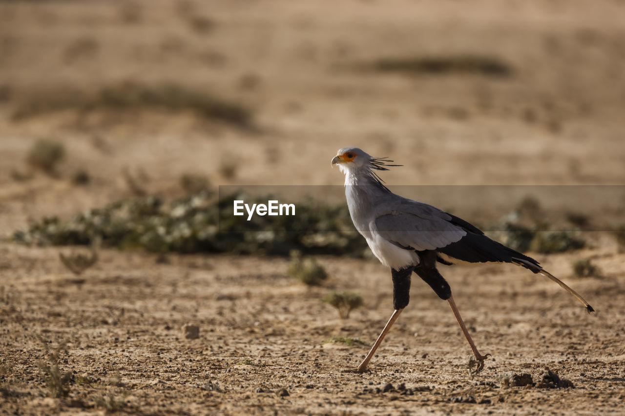 CLOSE-UP OF SEAGULL ON LAND