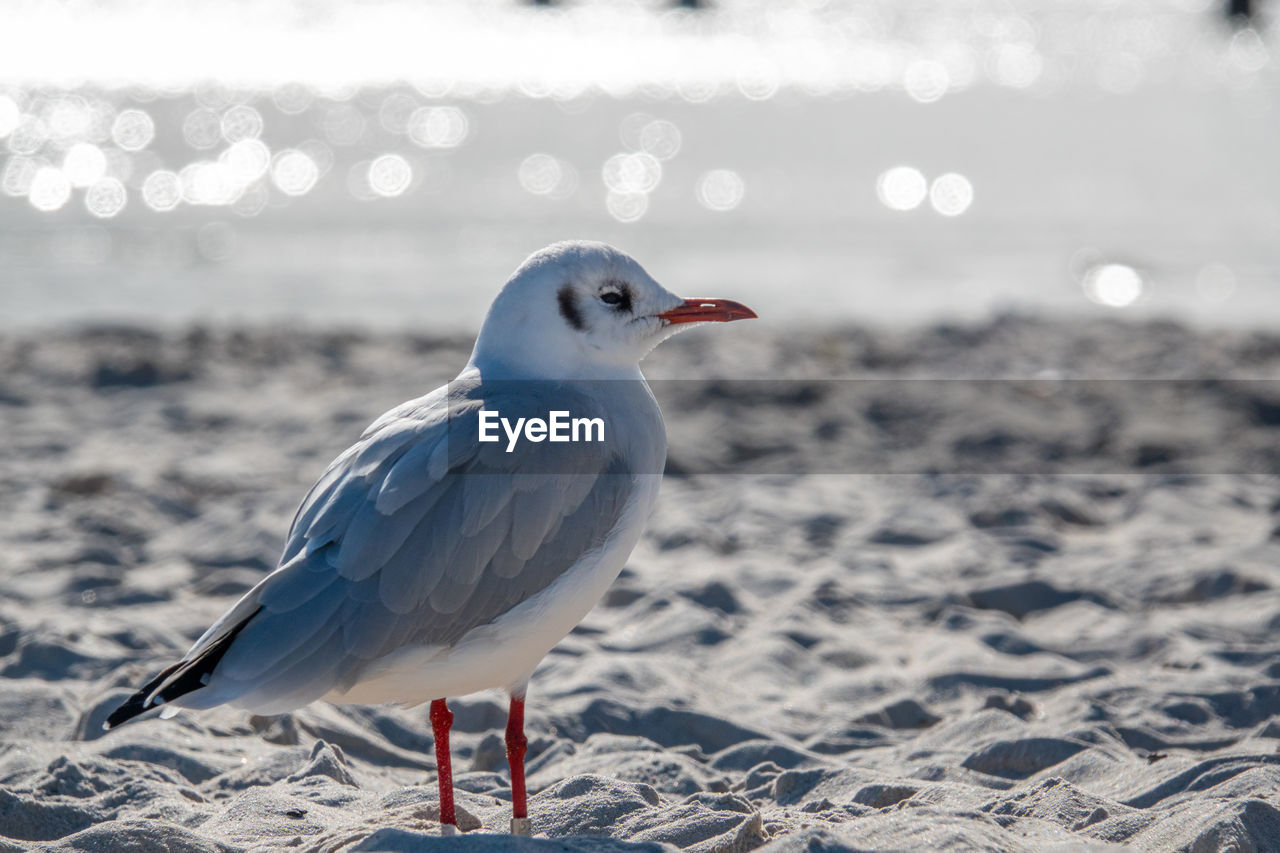 CLOSE-UP OF SEAGULL ON BEACH