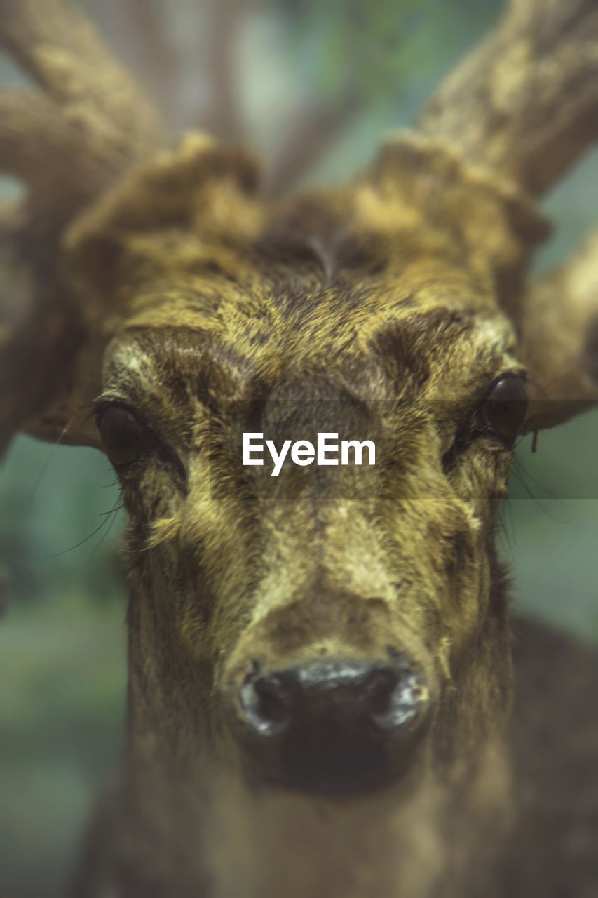 Outdoor portrait of deer