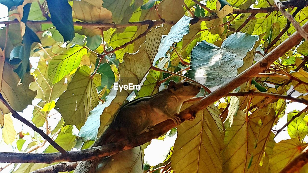 LOW ANGLE VIEW OF MONKEY ON BRANCH