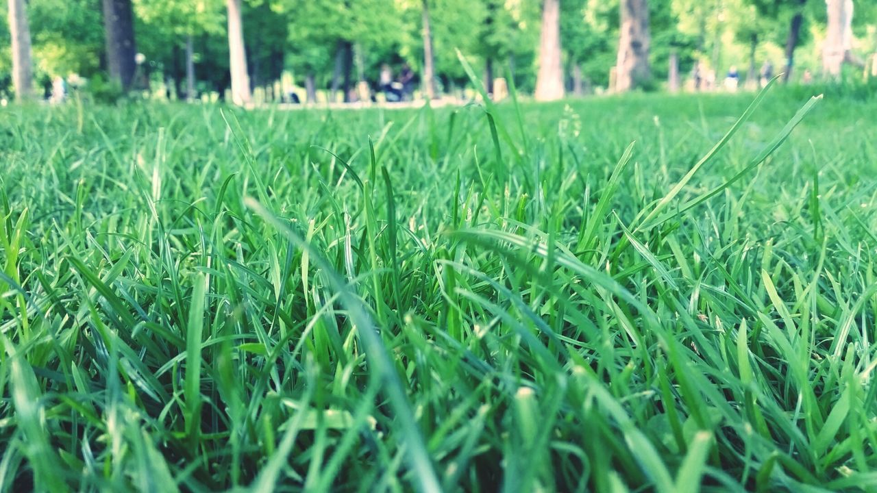 CLOSE-UP OF GREEN GRASS ON GRASSY FIELD