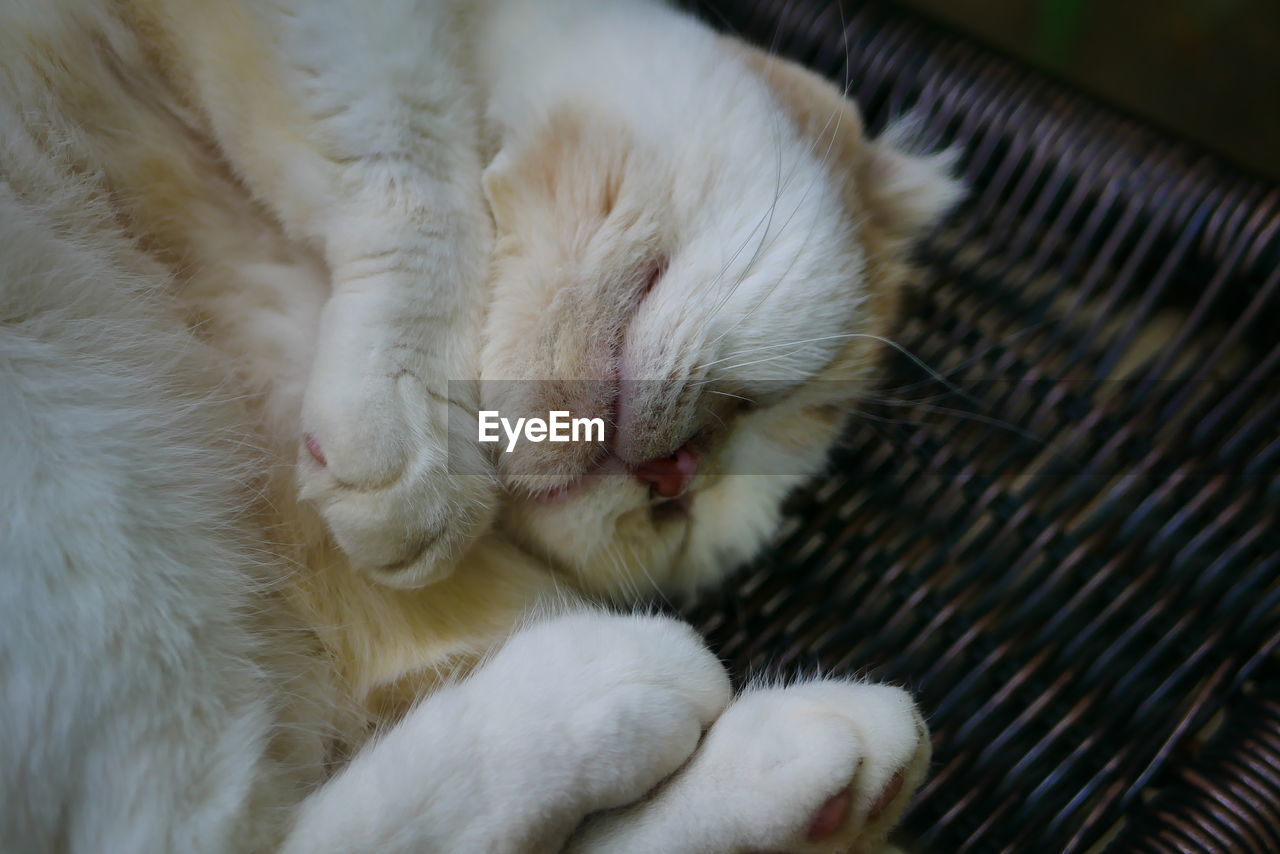 CLOSE-UP OF A CAT SLEEPING ON BED