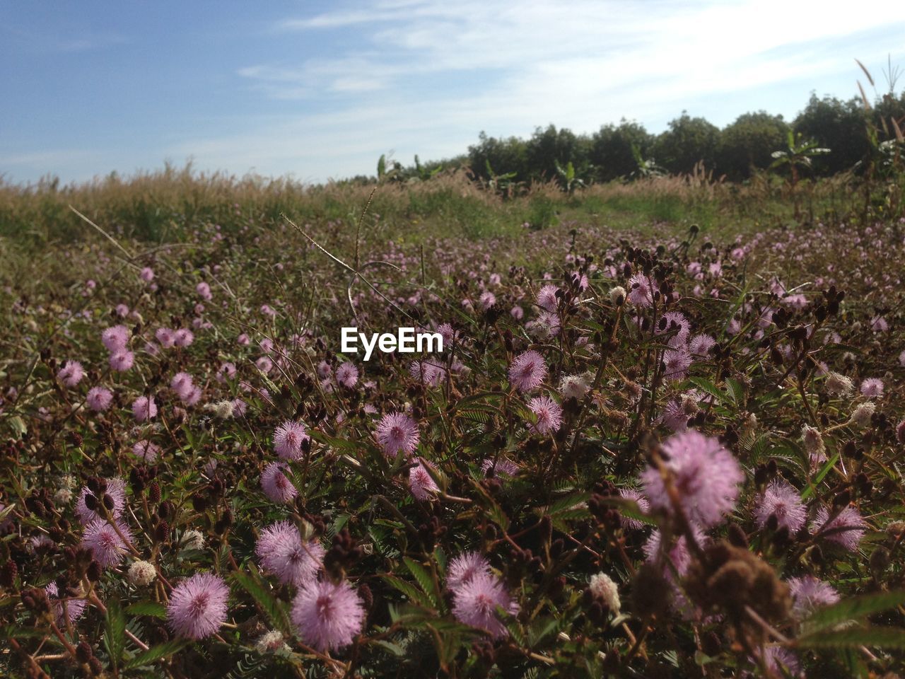 Purple flowering plants on field against sky